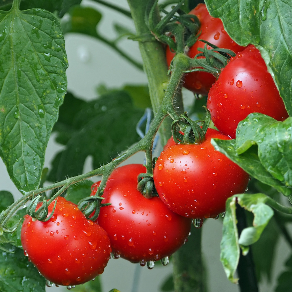 Tomato Vine Candle